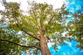 Best Leaf Removal  in Ellenville, NY