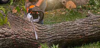 Best Palm Tree Trimming  in Ellenville, NY
