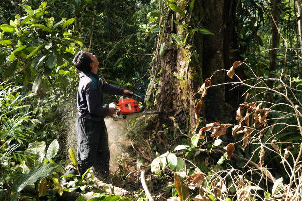 Best Tree Maintenance Programs  in Ellenville, NY