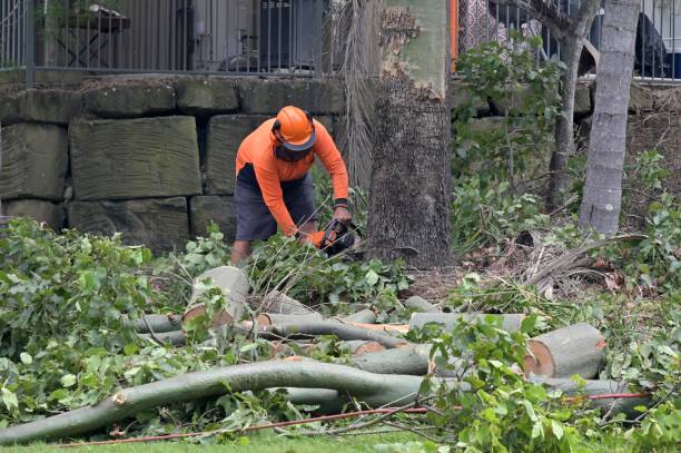 Best Root Management and Removal  in Ellenville, NY