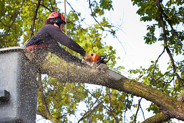 Mulching Services in Ellenville, NY
