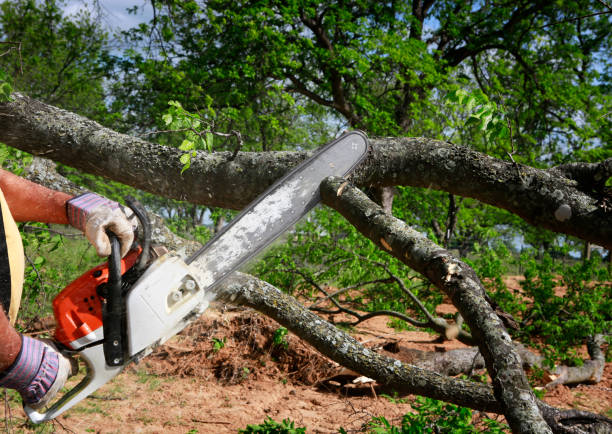  Ellenville, NY Tree Removal Pros